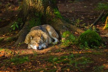 Wolf oder Grauwolf (Canis lupus)