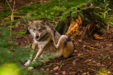 Wolf oder Grauwolf (Canis lupus)