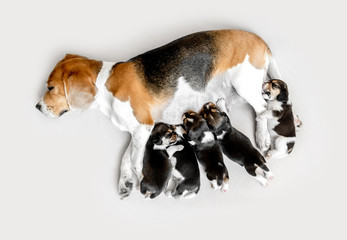 Mom breastfeeding her beagle puppies