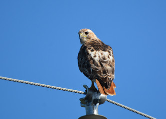 Red Tailed Hawk