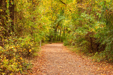 Fototapeta na wymiar autumn path