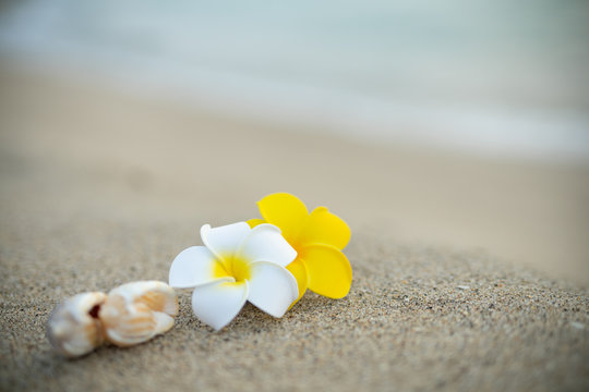 砂浜とプルメリアの花