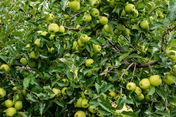 Organic apples hanging from a tree branch in an organic garden