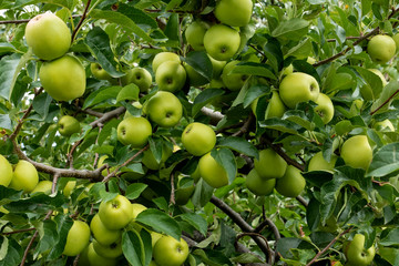 Organic apples hanging from a tree branch in an organic garden