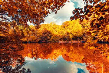 beautiful autumn nature 