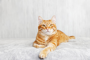 Closeup portrait of ginger cat lying on a bed and looking straight ahead directly into the camera against blurred background. Shallow focus. Copyspace.