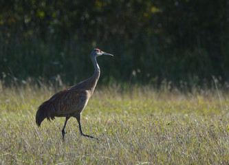 Obraz premium Sandhill Crane