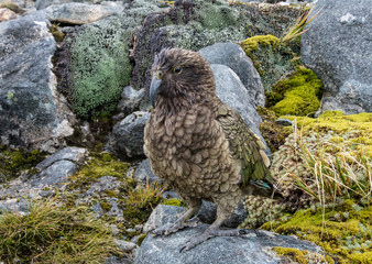 Kea ( Nestor notabilis) is a large parrot endemic to the South Island of New Zealand, shown here at the top of the Mackinnon Pass in Fiordland National Park. Only alpine parrot in the world. 