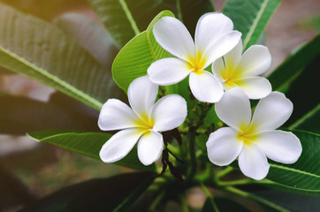 Leelawadee is a popular crop due to its variety of flowers and beautiful flowers.. - Image