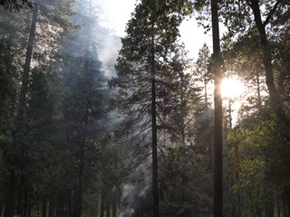 Fototapeta na wymiar forest with sunlight bursting through trees