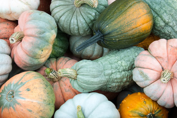 Colorful gourds and pumpkins on display for sale in supermarket.