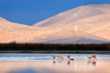 Beautiful sunset on the banks of Lake Junin with a flock of flamingos resting in the water