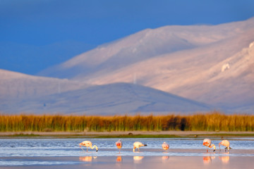 Beautiful sunset on the banks of Lake Junin with a flock of flamingos resting in the water