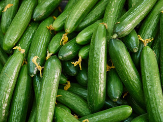 Fresh cucumbers harvested from the field