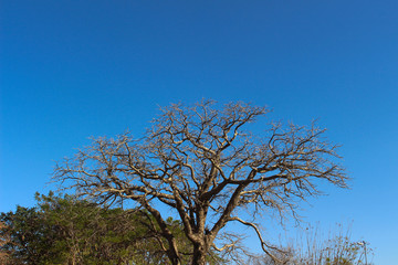 tree and blue sky
