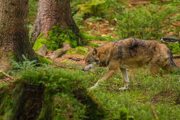 Naklejka na ściany i meble Wolf oder Grauwolf (Canis lupus)