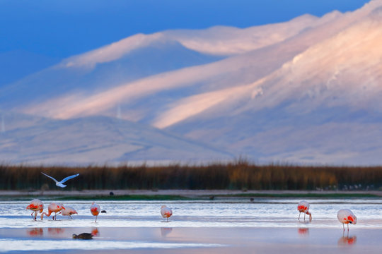 Beautiful sunset on the banks of Lake Junin with a flock of flamingos resting in the water