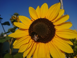 bee on sunflower