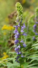 Great blue lobelia (Lobelia siphilitica) plant growing in wetland in central Virginia.