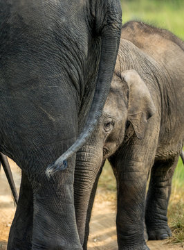 Baby Eliphant