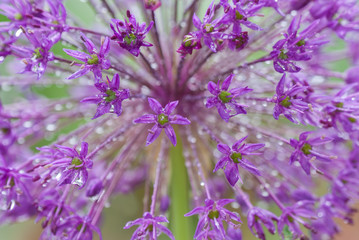 Alium blossom during rain.