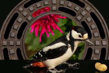 Buntspecht sucht die Nahrung. Hintergrund Nr. 20