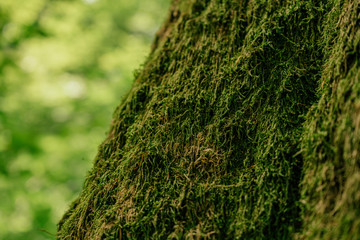 Beautiful closeup of green moss on on tree bark. Beautiful background of moss for wallpaper