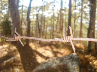 rusty barbed wire close up