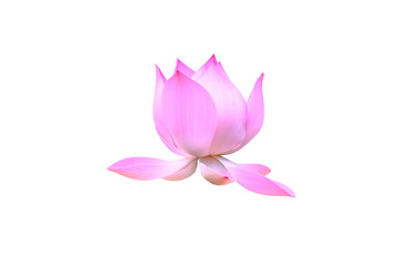 Lotus on the white background for create new picture.