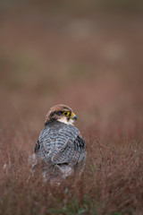 Lanner falcon, Falco biarmicus