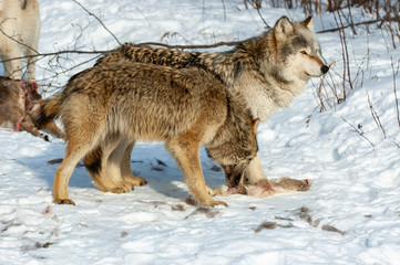 Wolves after the kill