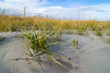 American beachgrass (Ammophila breviligulata) on sand dunes in Corson's Inlet State Park, Ocean City, New Jersey. Dune grasses are essential to creating and stabilizing dunes on barrier islands. 