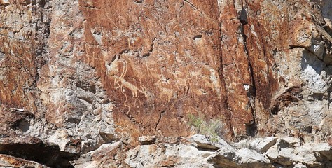 texture of bark of tree