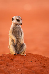 Erdmännchen (Suricata suricatta) in der Kalahari