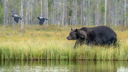 Fototapeta na wymiar European Brown Bear (Ursus arctos arctos) in front of a lake with forest in the background. Wild Brown Bear, Kuhmo Finland Scandinavia.