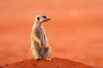 Erdmännchen (Suricata suricatta) in der Kalahari