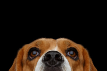 Closeup Portrait of Beagle Dog peeking nose Isolated on Black Background in studio