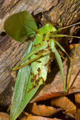 Small ants working on dead katydid on forest floor, Virginia. The ants will eventually dismember insect and carry the parts back to their nest.