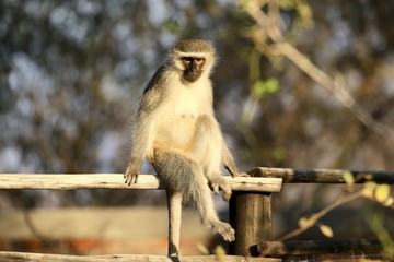 monkey in south africa