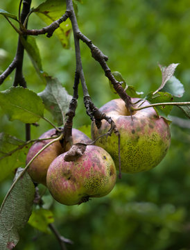 Apples ripening on old tree in central Virginia. Tree has not been sprayed with pesticides or fungicides, so apples have developed fungal diseases called sooty blotch and fly speck. 