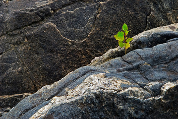 Quaking aspen sapling (Populus tremuloides) growing from crevice in rock on island in the Georgian...
