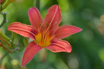 blooming daylily in summer in the garden