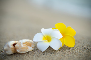 砂浜とプルメリアの花