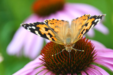 butterfly on an echinacea flower