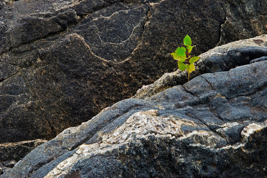 Quaking aspen sapling (Populus tremuloides) growing from crevice in rock on island in the Georgian Bay, Ontario.