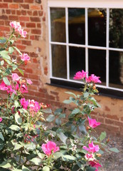 Pink Flowers and Window