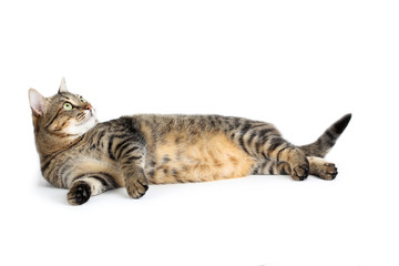 Beautiful cat lying on white background