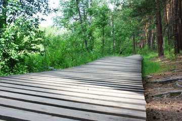Path from the boards in the forest