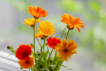 Orange and yellow flowers on a blurred background. Selective focus. Calendula.