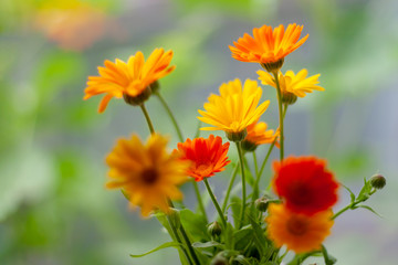 Orange and yellow flowers on a blurred background. Selective focus. Calendula.